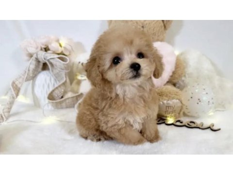 Maltipoo safkan
