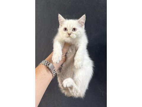 23.04.2025 doğumlu british shorthair bebekler