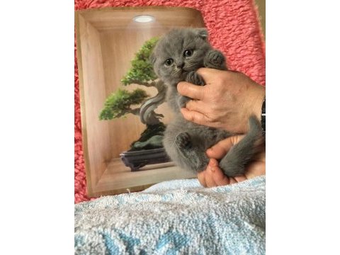 Scottish fold minnoşlarım