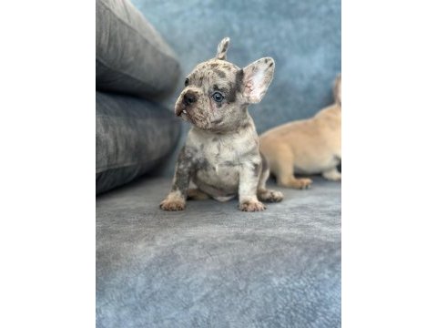 Üst kalite blue merle french bulldog