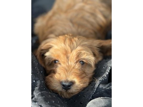 Maltipoo bebek