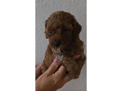Toy poodle yavrularımıza yuva arıyoruz