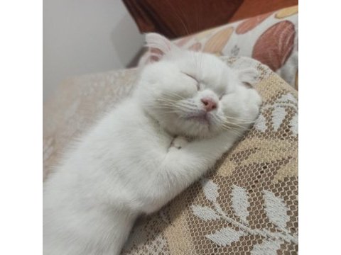 Scottish fold dişi yavrumuz