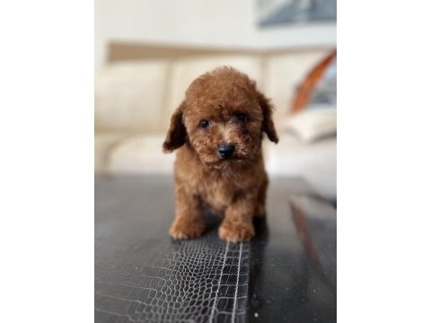 Toy poodle yavru