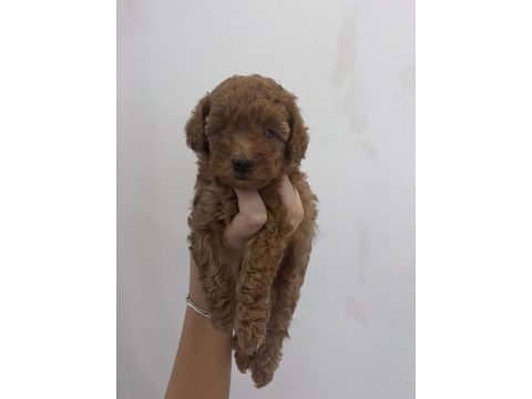 2 erkek bir dışı safkan poodle yavrularımız 45 gunluk