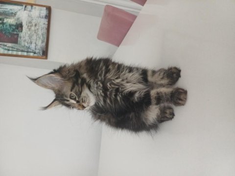 Xxl boy maine coon yavrular