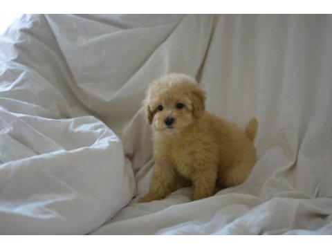Yeni yıl maltipoo bebeklerimiz