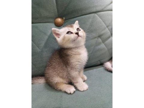 British shorthair silver point yavrular iki aylık