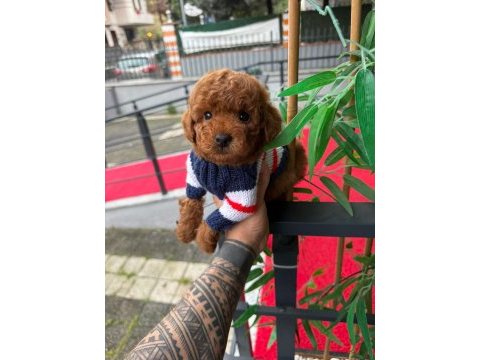 Toy poodle köpekleri
