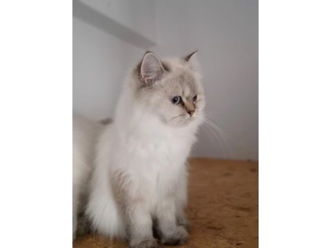 Scottish straight blue point longhair
