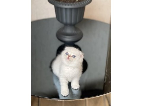 Top kafa oyuncu silver point scottish fold yavrum