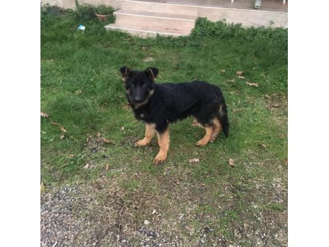4 aylık safkan erkek alman çoban köpeği