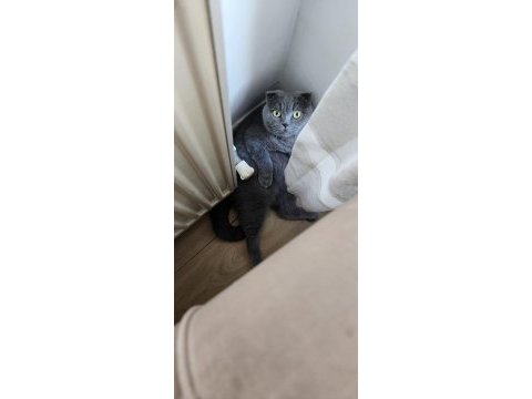 Dişi kısır scottish fold kızımız ücretsiz