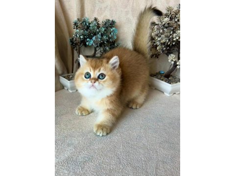 British shorthair golden ny11 kardeş