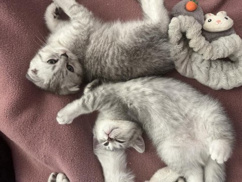 Minik kardeş kediler