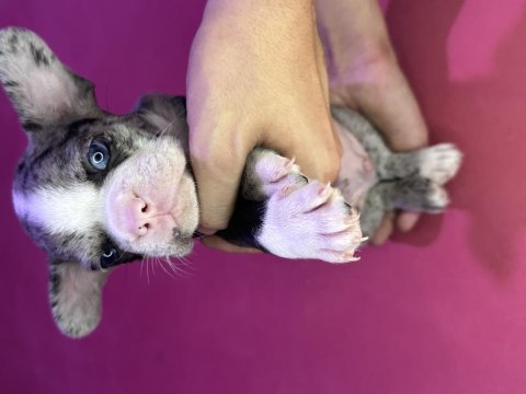 French bulldog köpeğimiz