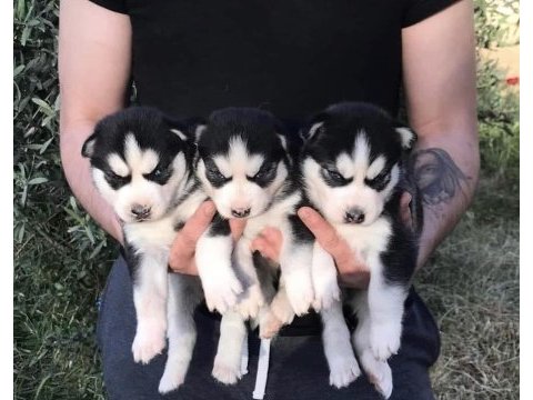 Husky yavrularımız yeni ailesini bekliyor