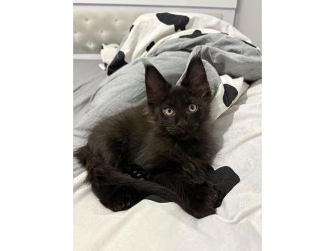 Son kalan 7 parmak erkek maine coon