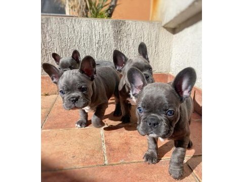 French bulldog yavruları