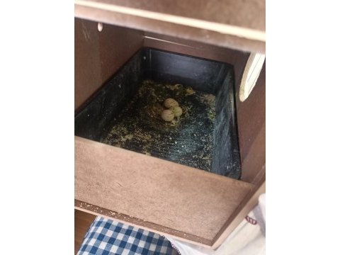 Yumurtalı albino takım sultan papağanı