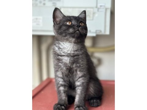 3 aylık erkek british shorthair