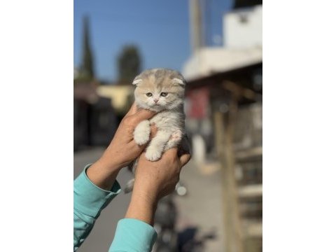 A kalite tricolor dişi scottish fold yavrumuz