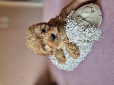 Son kalan maltipoo yavrular erkek dişi