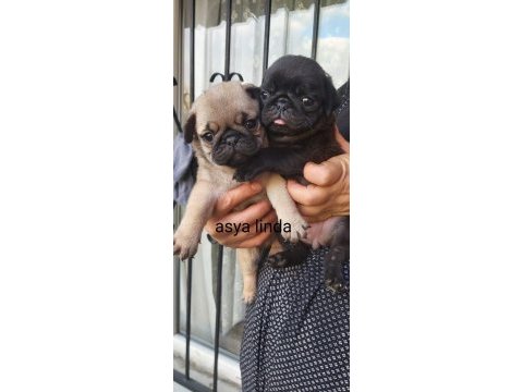 Pug mops bebekler