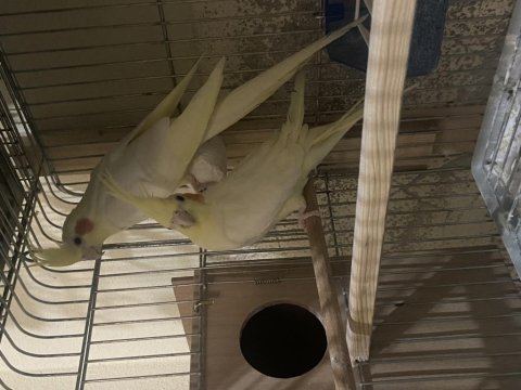 Lutino çift sultan papağanı