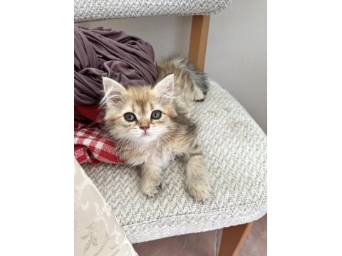 British longhair golden dişi yavru