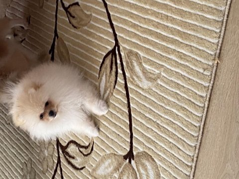 Pomeranian boo
