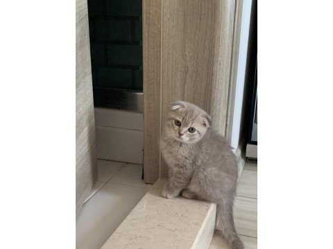İnsan canlısı sosyal scottish fold