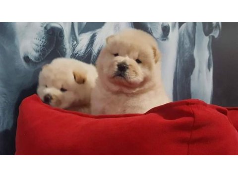 Çin aslanı yavrularımız (chow chow)