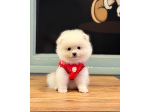 Kilo ve ırk garantili ayı surat garantili pomeranian