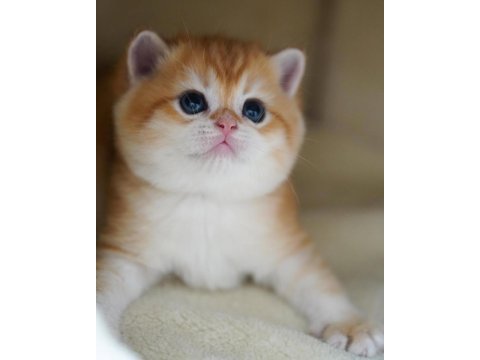 Altın parlaklığında golden british shorthair 