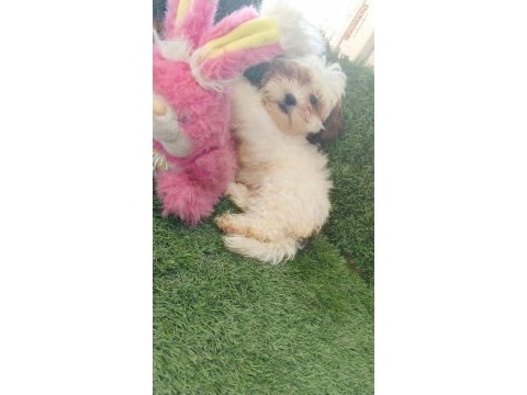 Shih tzu melezi köpeğimiz