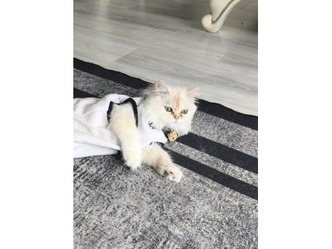 Dişi kedimiz british longhair