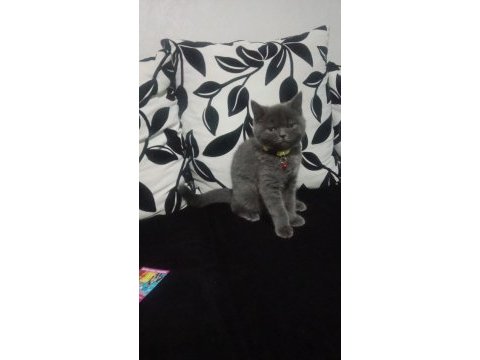 Akıllı british shorthair gofret