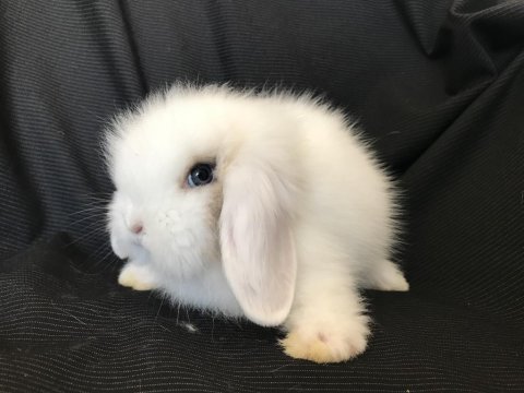 Üst kalite kapıya teslim lop ve cüce tavşan