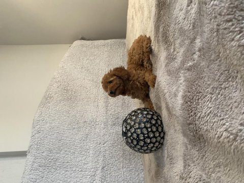 Dişi toy poodle