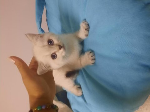British shorthair bebekler yeni aileleri için hazırlar