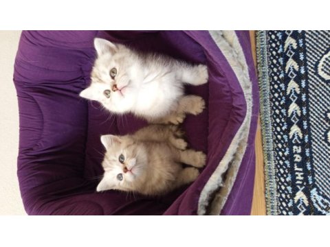 British shorthair yavrularımız yeni yuvasını arıyor