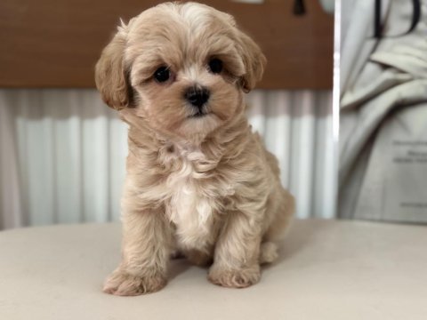 Ruhsatlı çiftlikde ziyarete açık tea cup kore maltipoo