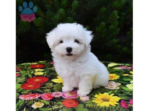 Kore kan teacup ırk garantili maltese yavrularım