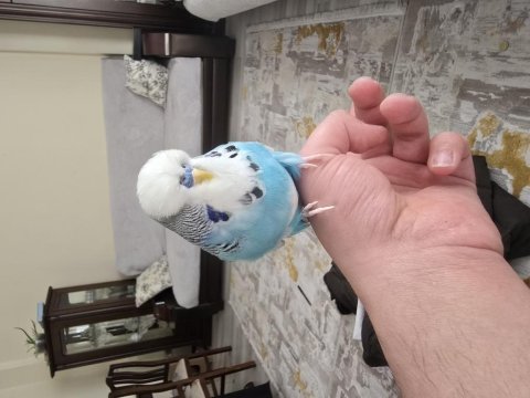 Show jumbo muhabbet kuşu çift
