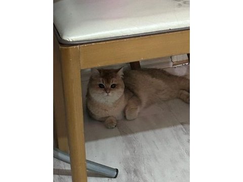 Aciliyetten sahiplendirilecek british shorthair