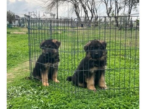 Show alman çoban köpeği yavrularımız