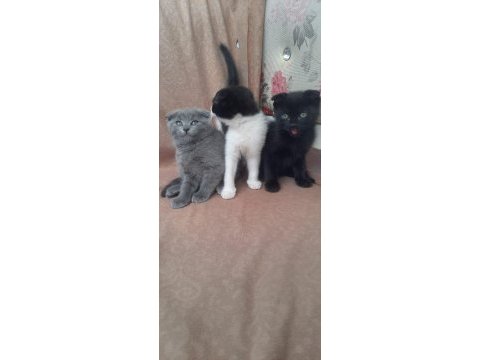 Ankarada orijinal scottish fold yavruları 45 günlük