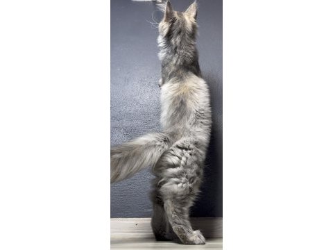 Full şecereli yavru maine coon - dişi