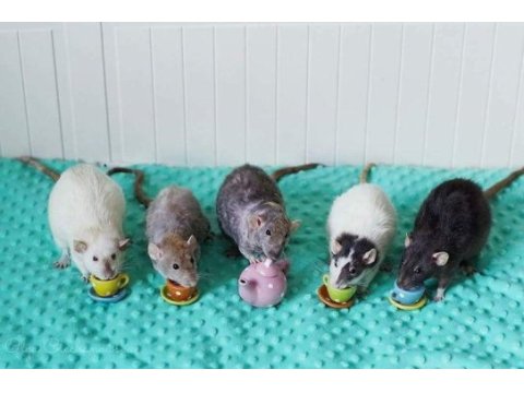 Rat - dumbo rat yavrular ve malzemeleri adrese teslim var